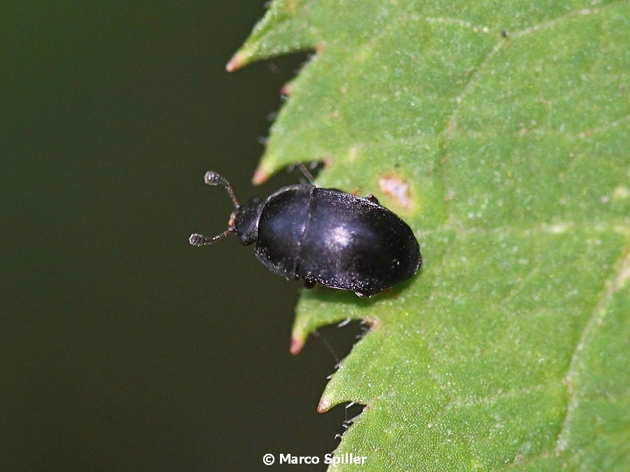 Minuscolo da identificare: probabile Nitidulidae